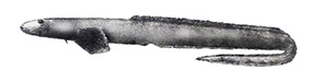 Lycenchelys alba_claves.jpg